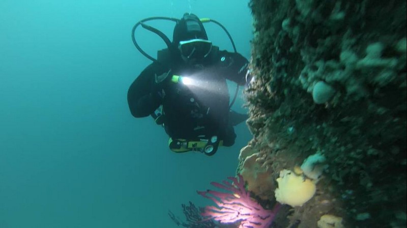 Fotografía 10 de Buceo en Caleta Chome, Hualpen Talcahuano en Concepcion, Bio Bio