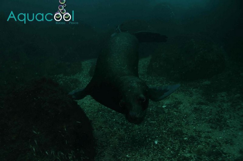 Fotografía 14 de Buceo en Caleta Chome, Hualpen Talcahuano en Concepcion, Bio Bio