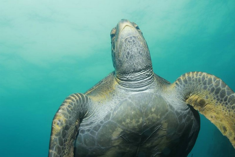 Fotografía 15 de Buceo en Caleta Chome, Hualpen Talcahuano en Concepcion, Bio Bio