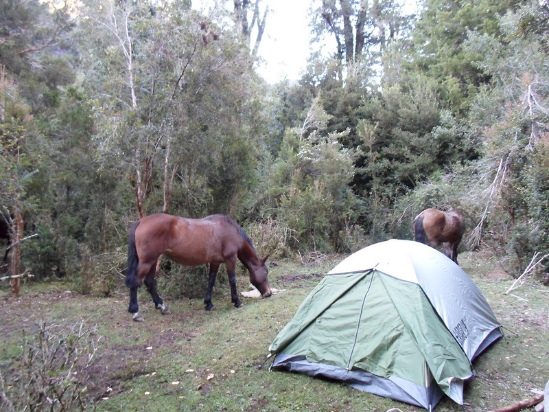 Fotografía 15 de Cabalgatas Cochamo en Cochamo, Los Lagos