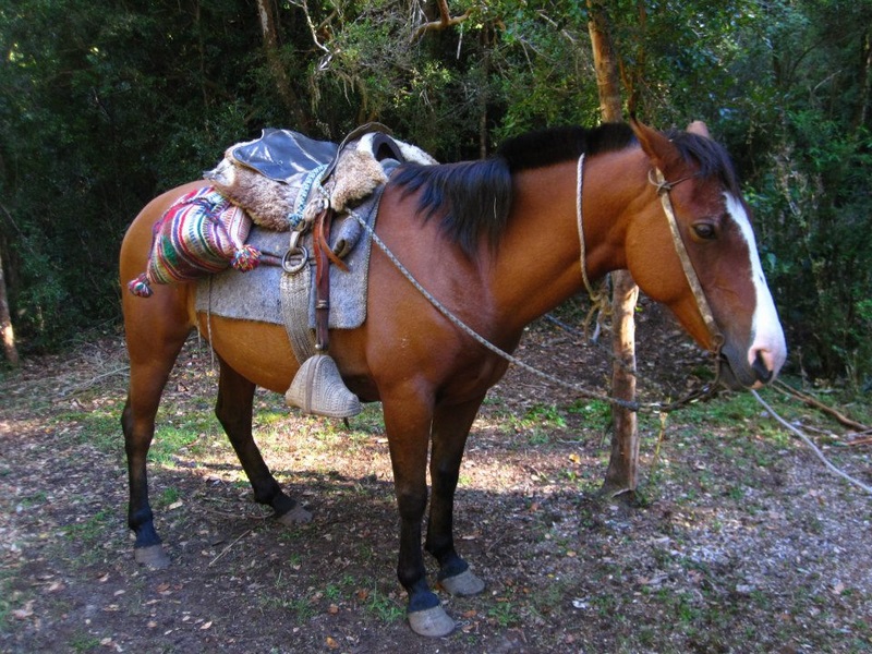 Fotografía 7 de Cabalgatas Cochamo en Cochamo, Los Lagos