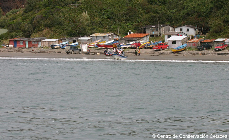 Fotografía 7 de Pinguineras Chiloe en Ancud, Los Lagos