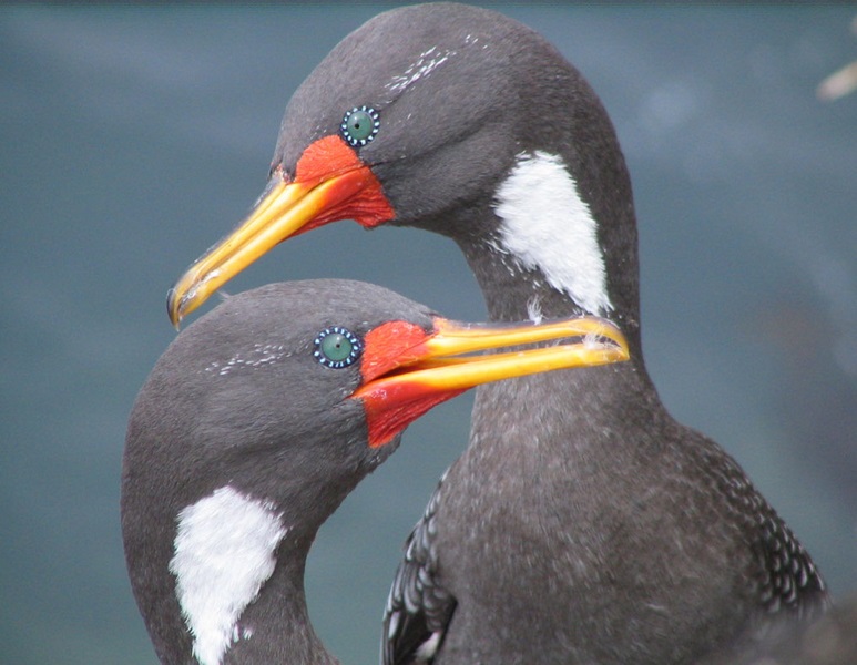 Fotografía 5 de Pinguineras Chiloe en Ancud, Los Lagos