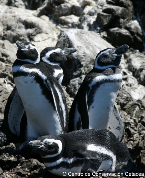 Fotografía 6 de Pinguineras Chiloe en Ancud, Los Lagos