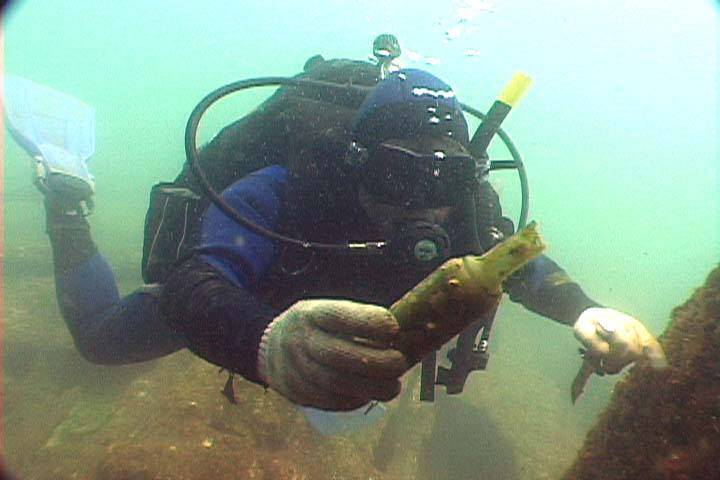 Fotografía 3 de Una isla inolvidable, el paraíso de la Región del Bio-Bio, ISLA MOCHA en Tirua, Bio Bio