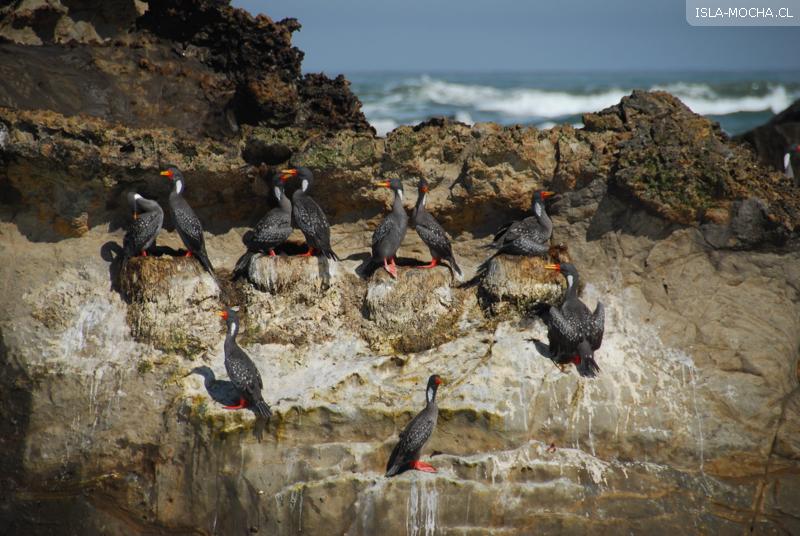 Fotografía 7 de Una isla inolvidable, el paraíso de la Región del Bio-Bio, ISLA MOCHA en Tirua, Bio Bio