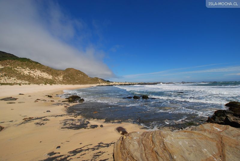 Fotografía 8 de Una isla inolvidable, el paraíso de la Región del Bio-Bio, ISLA MOCHA en Tirua, Bio Bio