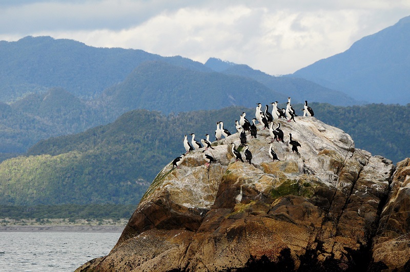 Fotografía 2 de Loberias Australes en Cisnes, Aysen