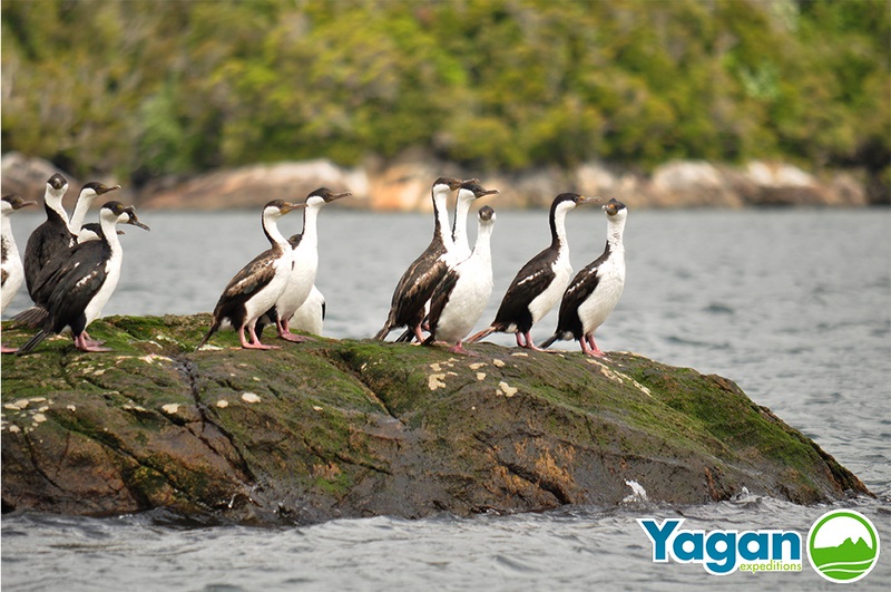 Fotografía 4 de Loberias Australes en Cisnes, Aysen