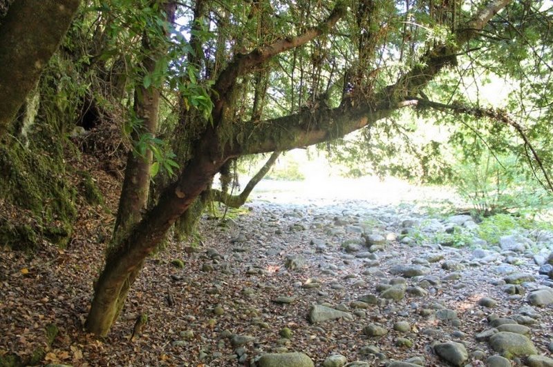 Fotografía 7 de Camping La Araucaria cerca de las termas en Pucon, Araucania