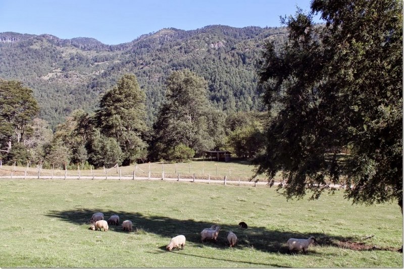 Fotografía 8 de Camping La Araucaria cerca de las termas en Pucon, Araucania