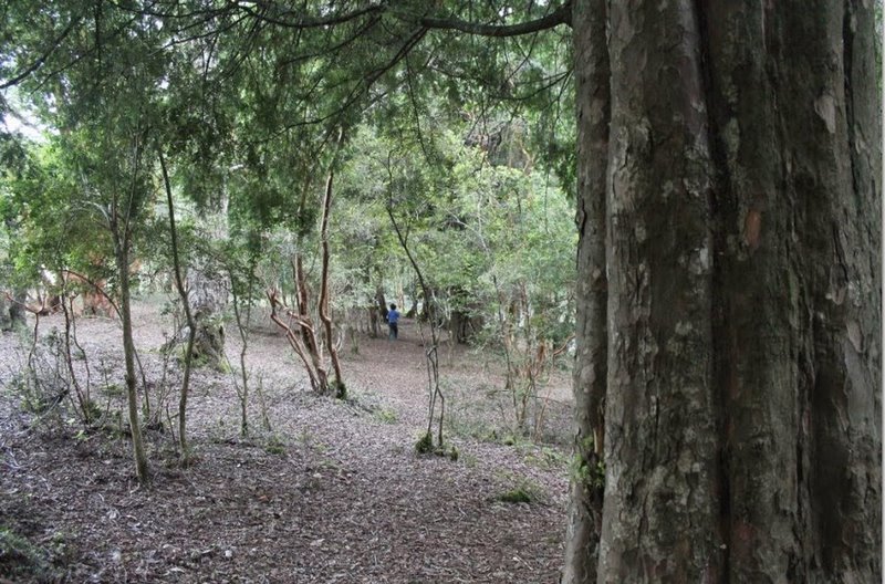 Fotografía 10 de Camping La Araucaria cerca de las termas en Pucon, Araucania