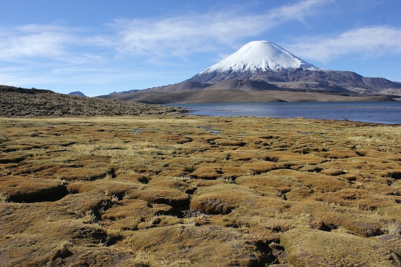 Fotografía 5 de Tour Lago Chungara en Arica, Arica Y Parinacota
