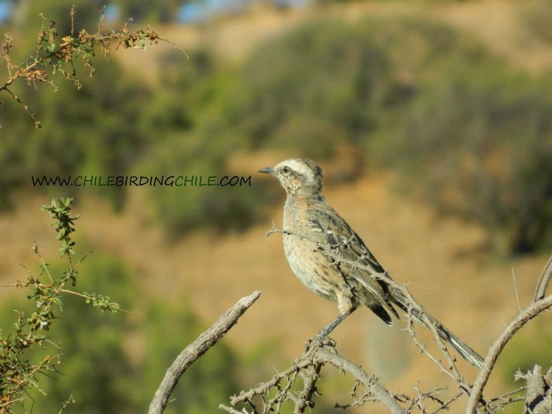 Fotografía 9 de Birdwatching en Patagonia, Chile en Aysen, Aysen
