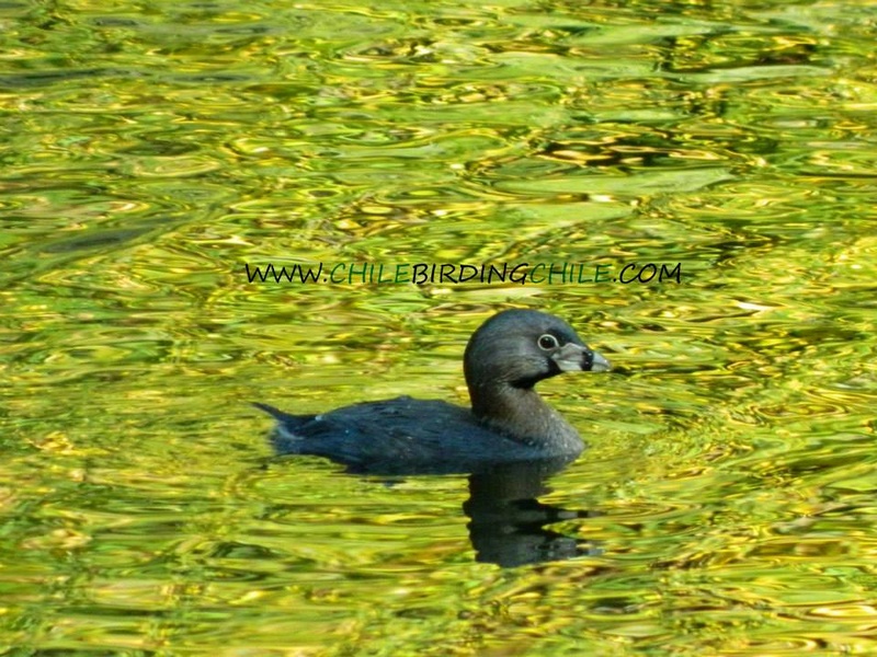 Fotografía 10 de Birdwatching en Patagonia, Chile en Aysen, Aysen