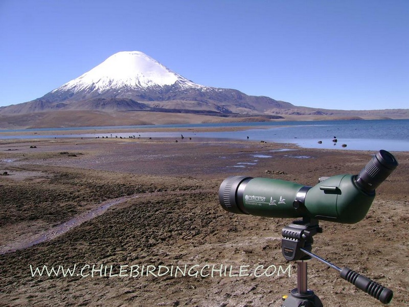 Fotografía 11 de Birdwatching en Patagonia, Chile en Aysen, Aysen