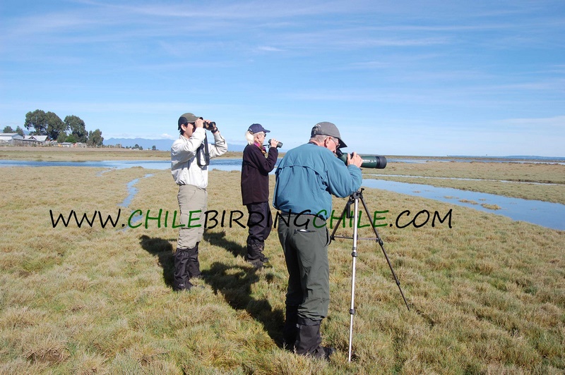 Fotografía 13 de Birdwatching en Patagonia, Chile en Aysen, Aysen