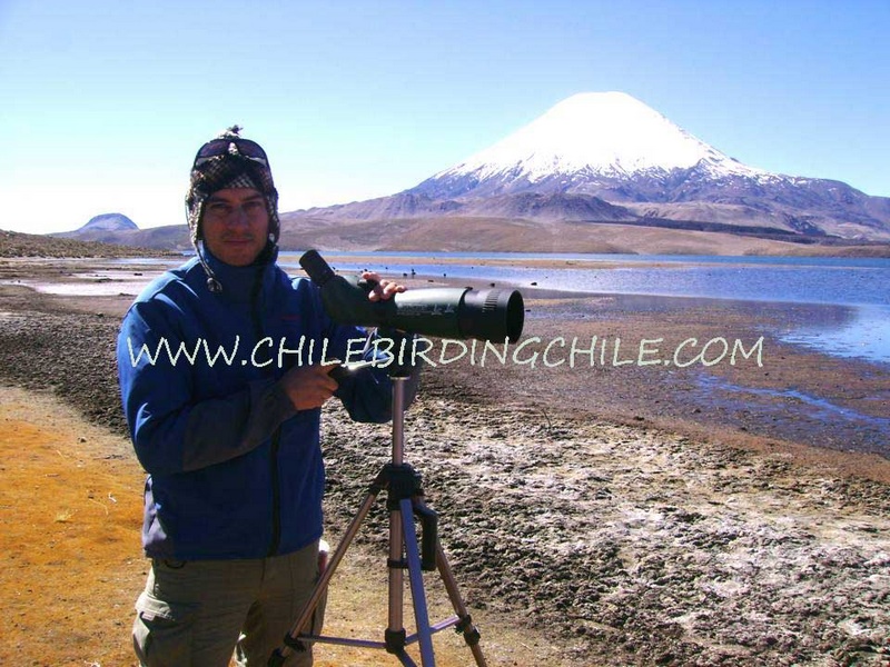 Fotografía 14 de Birdwatching en Patagonia, Chile en Aysen, Aysen
