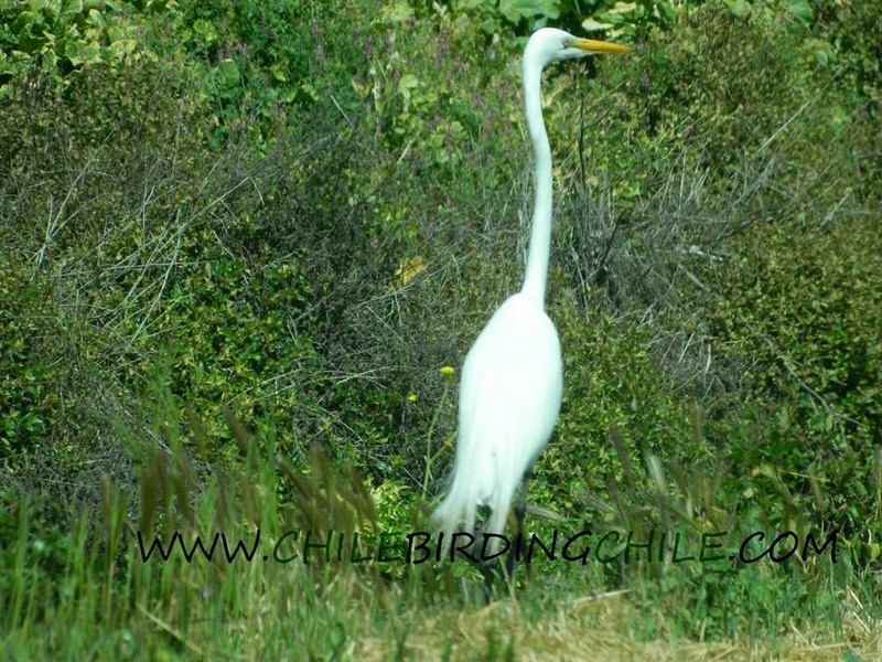 Fotografía 15 de Birdwatching en Patagonia, Chile en Aysen, Aysen
