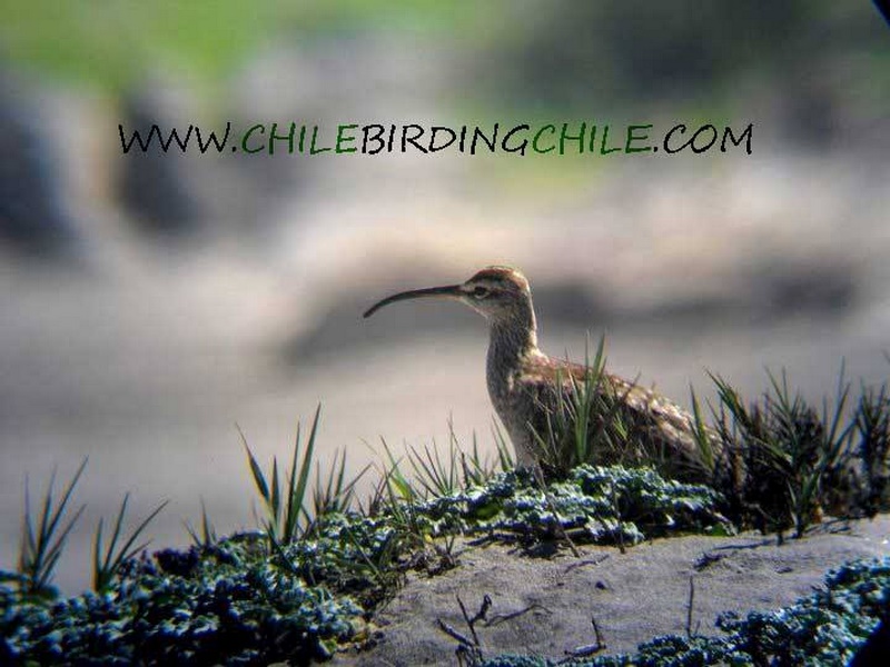 Fotografía 16 de Birdwatching en Patagonia, Chile en Aysen, Aysen