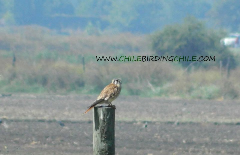 Fotografía 2 de Birdwatching en Patagonia, Chile en Aysen, Aysen