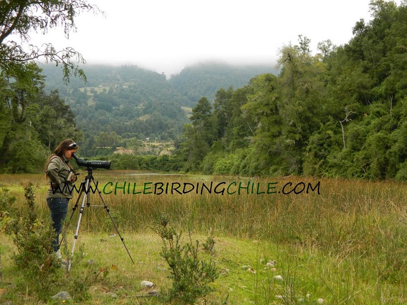 Fotografía 6 de Birdwatching en Patagonia, Chile en Aysen, Aysen