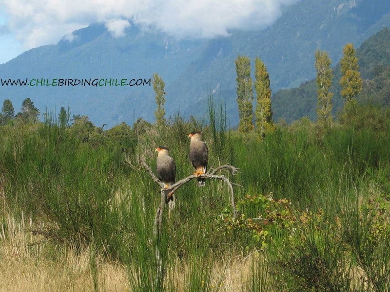Fotografía 7 de Birdwatching en Patagonia, Chile en Aysen, Aysen