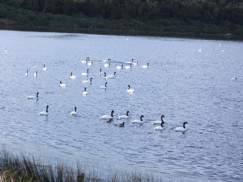 Fotografía 6 de Hospedaje Laguna Los Cisnes en Calbuco, Los Lagos