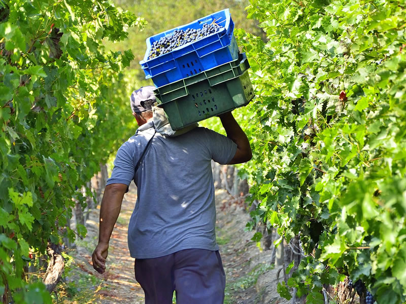 Fotografía 15 de Tours de Vinos - Valle de Colchagua en Santa Cruz, Ohiggins
