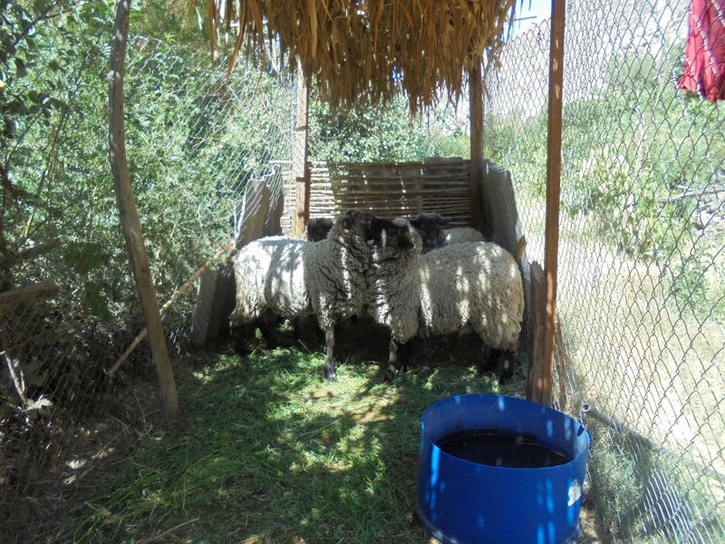 Fotografía 6 de Camping Tradicion Codpeña en Camarones, Arica Y Parinacota