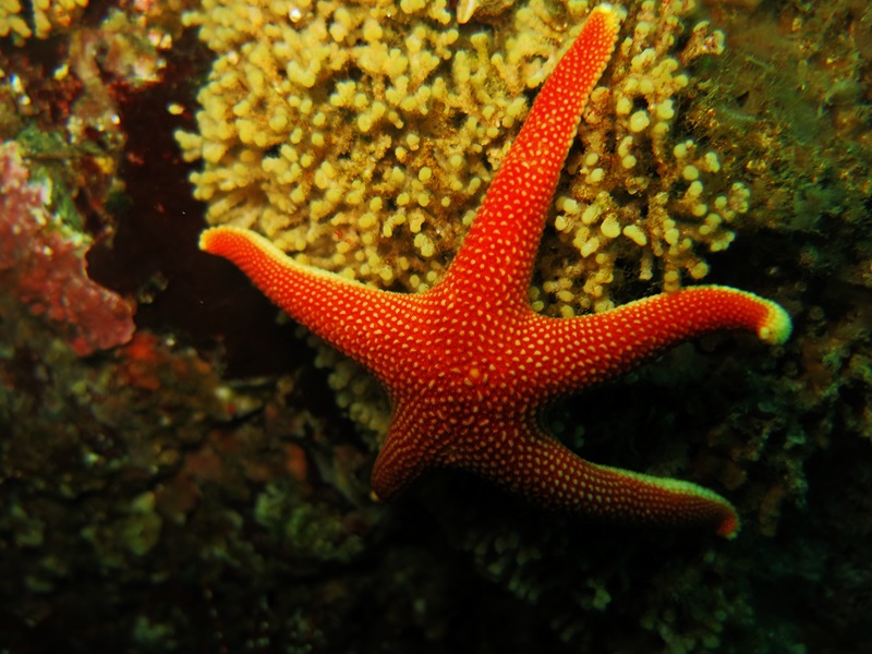 Fotografía 3 de Buceo en Pichidangui... conoce el Mantra de bucear junto a nosotros. en Los Vilos, Coquimbo