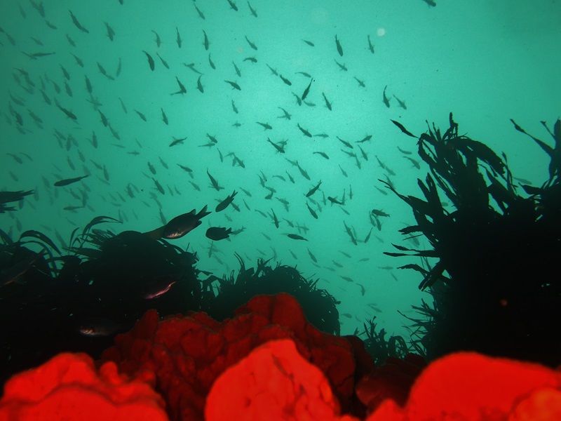 Fotografía 4 de Buceo en Pichidangui... conoce el Mantra de bucear junto a nosotros. en Los Vilos, Coquimbo