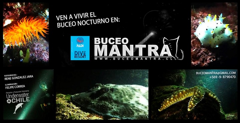 Fotografía 7 de Buceo en Pichidangui... conoce el Mantra de bucear junto a nosotros. en Los Vilos, Coquimbo