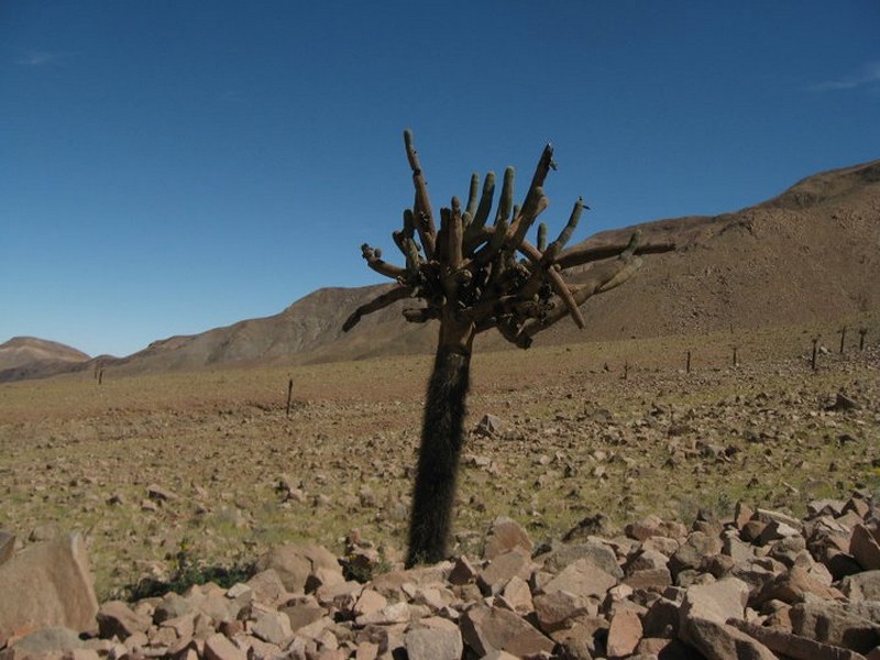 Fotografía 5 de Suma Inti Viajes en Arica, Arica Y Parinacota