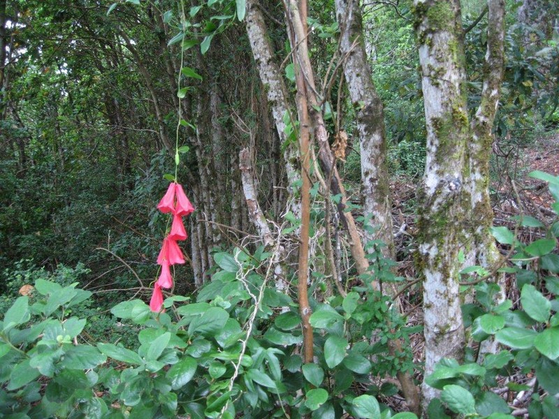 Fotografía 12 de Kila Tai Tai Lodge en Curarrehue, Araucania