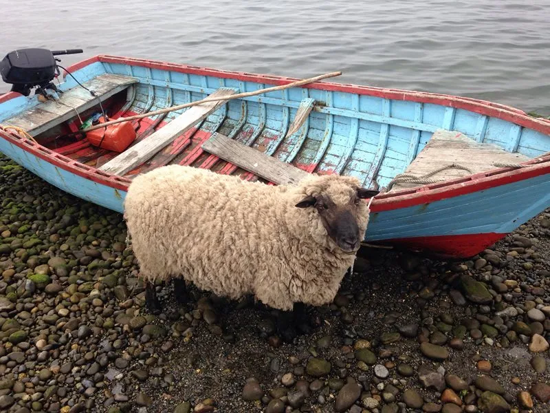 Fotografía 2 de Trekking, guiados de interpretacion, alojamiento, comunidades, etc en Ancud, Los Lagos