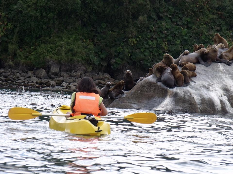 Fotografía 4 de Vive el cariño natural de Chiloe  en Ancud, Los Lagos