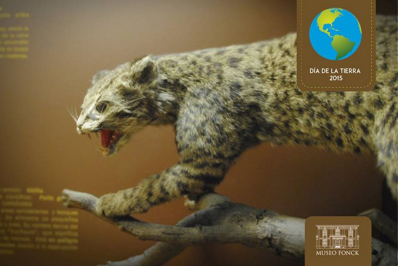 Fotografía 7 de Museo Fonck visitas guiadas  en Viña Del Mar, Valparaiso