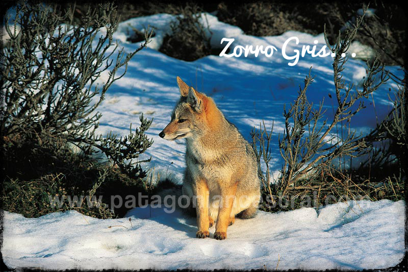 Fotografía 10 de Guía de Turismo y Conductor Guía Trilingue en Punta Arenas, Magallanes