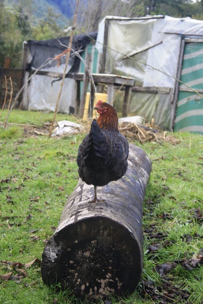 Fotografía 9 de Contíctese con la entrada a la Patagonia chilena en Osorno, Los Lagos
