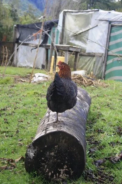 Fotografía 9 de Contíctese con la entrada a la Patagonia chilena en Osorno, Los Lagos