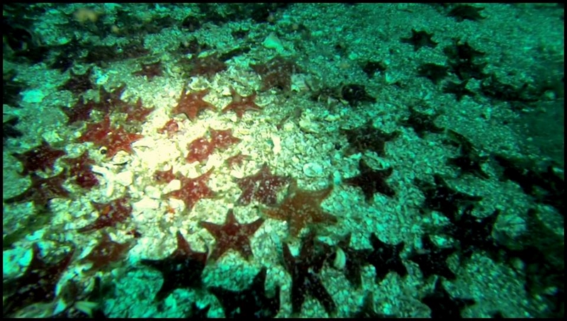 Fotografía 5 de Iniciacion y Cursos PADI de Buceo en La Ligua, Valparaiso