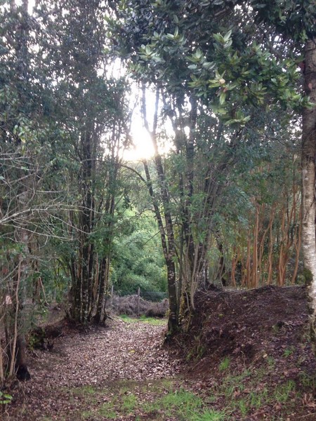 Fotografía 6 de Cabañas Los Robles en Chiloe en Castro, Los Lagos
