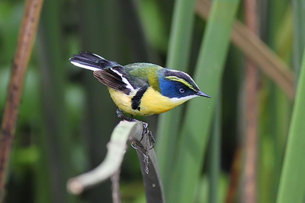 Fotografía 4 de Avistamiento de aves - Birdwatching en Puerto Varas, Los Lagos