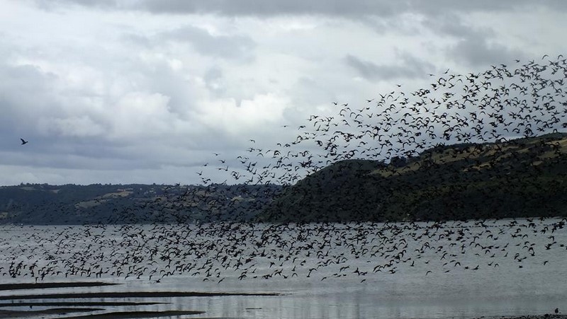 Fotografía 9 de Excursiones y Tavesias Willi Mapu Experience en Dalcahue, Los Lagos
