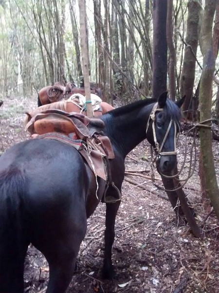 Fotografía 2 de Cabalgatas bosque nativo de Chiloe en Chonchi, Los Lagos