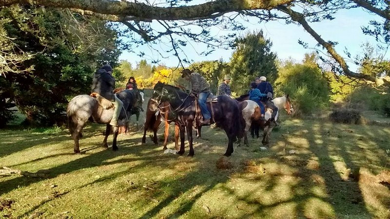 Fotografía 7 de Cabalgatas bosque nativo de Chiloe en Chonchi, Los Lagos