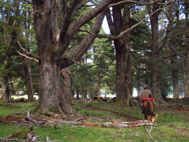 Fotografía 4 de Ven a conocer El Valle Cochamo, Cabalgatas en Cochamo en Cochamo, Los Lagos