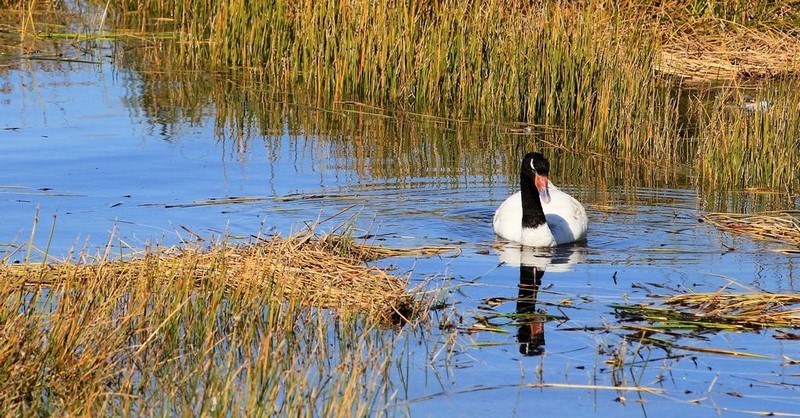 Fotografía 9 de Lodge de avistamiento de aves en Ancud, Los Lagos