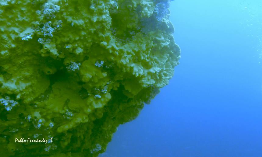 Fotografía 4 de Cursos de Buceo, iniciaciones. en Coquimbo, Coquimbo